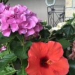 Thumbnail of post image 091