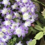 Thumbnail of related posts 186